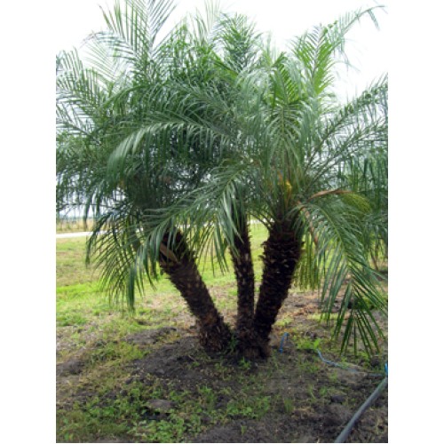 Pygmy Date Palm / Roebelenii / Phoenix roebelenii 81039; Double