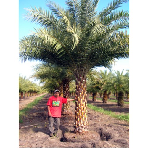 Savannah, Georgia Wholesale Palm Tree Distributors