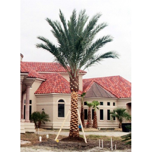 texas palm trees for sale