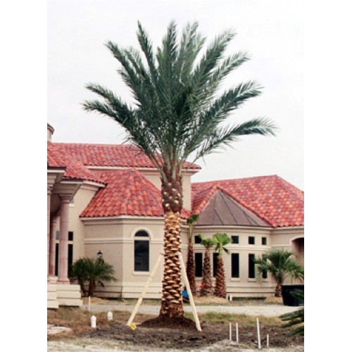 Medjool Date Palms For Sale