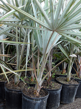 Wholesale Palm Trees Delivered Direct To South Carolina