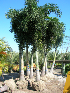 Where to Buy Palm Trees in Florida