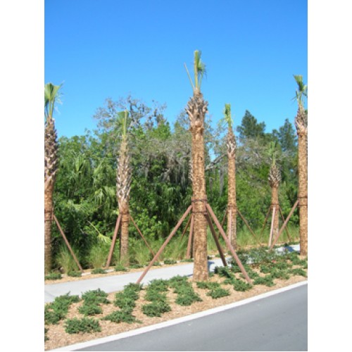 Sabal Palm Trees, Florida