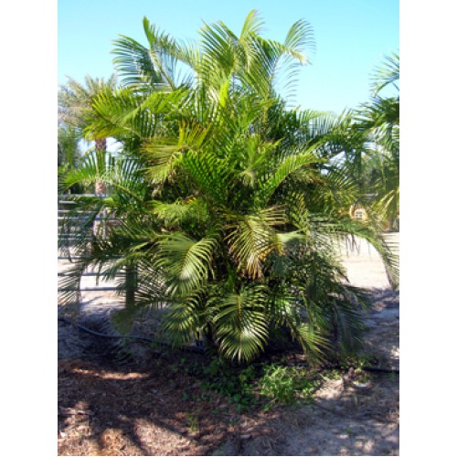 Dallas, Texas Wholesale Palm Trees