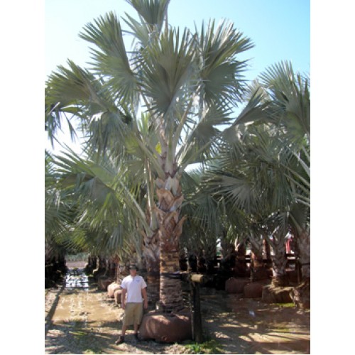 Florida Wholesale Palm Trees