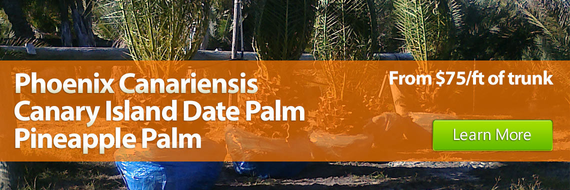 Phoenix canariensis Canary Island Date Palm or Pineapple Palm