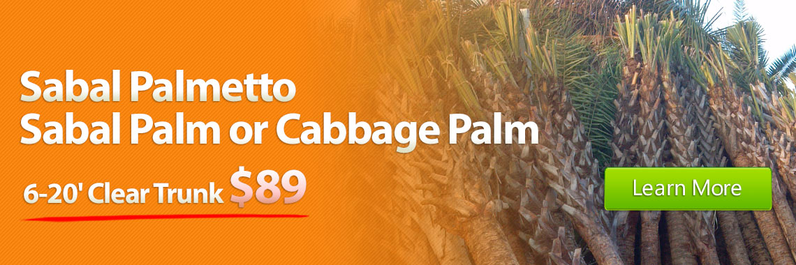 Sabal Palmetto Sabal Palm or Cabbage Palm 6-20' Clear Trunk $65