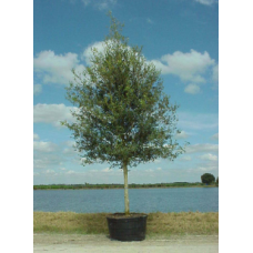 Live Oak Tree 200 Gallon