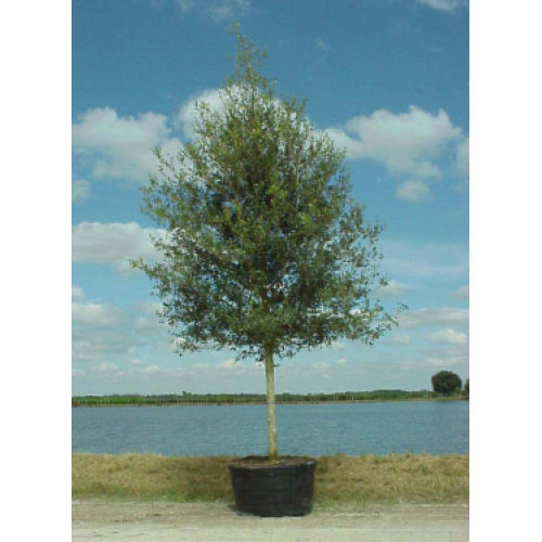 200 Gallon Live Oak Tree