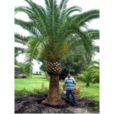 pineapple palm tree prices