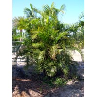 Areca Palm 8-10' Overall height