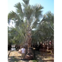 Bismarck Palm 14-16' Overall Height