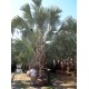 Bismarck Palm / Bismarckia nobilis