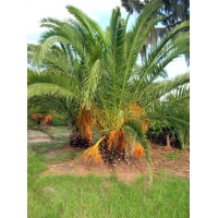 Canary Island Date Palm / Pineapple Palm / Phoenix canariensis 2' Clear Trunk
