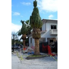 Canary Island Date Palm / Pineapple Palm / Phoenix canariensis 12' Clear Trunk