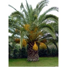 Canary Island Date Palm / Pineapple Palm / Phoenix canariensis 6' Clear Trunk