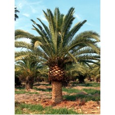 Canary Island Date Palm / Pineapple Palm / Phoenix canariensis 8' Clear Trunk