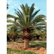 Canary Island Date Palm / Pineapple Palm / Phoenix canariensis