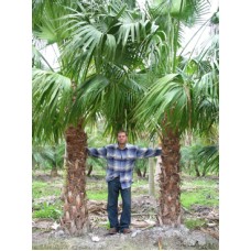 Chinese Fan Palm 14-16' Overall height