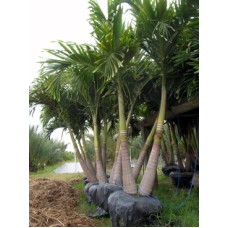 Christmas Palm / Adonidia Merillii Double 8-10' Overall Height