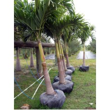 Christmas Palm / Adonidia Merillii Single 8-10' Overall Height