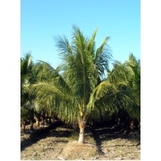 Coconut Palm / Cocos nucifera 14-16' Overall Height