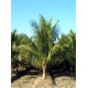 Coconut Palm / Cocos nucifera