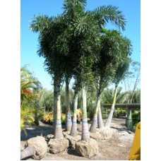 Foxtail Palm / Wodyetia bifurcata 22-26' Overall Height