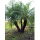 Pygmy Date Palm / Roebelenii / Phoenix roebelenii