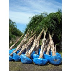 Queen Palm / Cocos plumosa / Syagrus romanzoffiana 16-18' Overall height