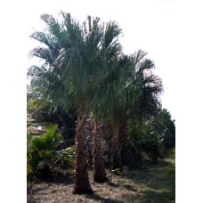 Ribbon Palm / Livistona decipiens / Livistona decora 8-10' OA