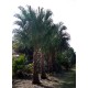 Ribbon Palm / Livistona decipiens / Livistona decora
