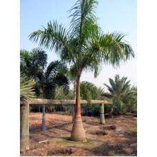 Royal Palm - Roystonea regia 16-18' Overall Height