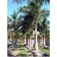 Royal Palm - Roystonea regia 26-30' Overall Height