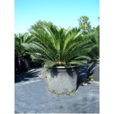 Sago Palm / Cycas revoluta 15 Gallon