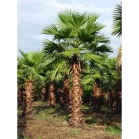 Washington palm / Washingtonia robusta 10-12' Overall Height