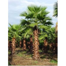 Washington palm / Washingtonia robusta 6-8' Overall Height