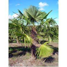 Windmill palm / Trachycarpus fortunei 10' Overall Height