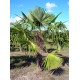 Windmill palm / Trachycarpus fortunei