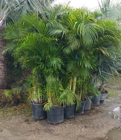 Luxury Wholesale Palm Trees Archer, Florida 